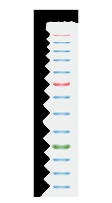 11 pasm 9-180KDA Blue High Range Protein Marker 2x250ul 3 Color 25-300kDa