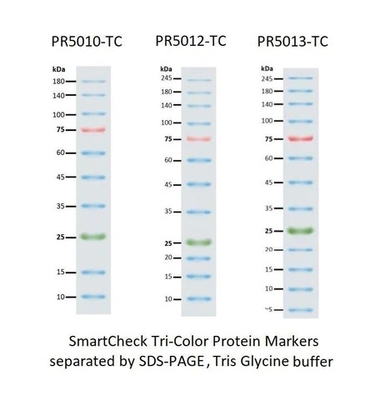 III 12-190KDa Prestained Protein Marker Drabinka do elektroforezy żelowej
