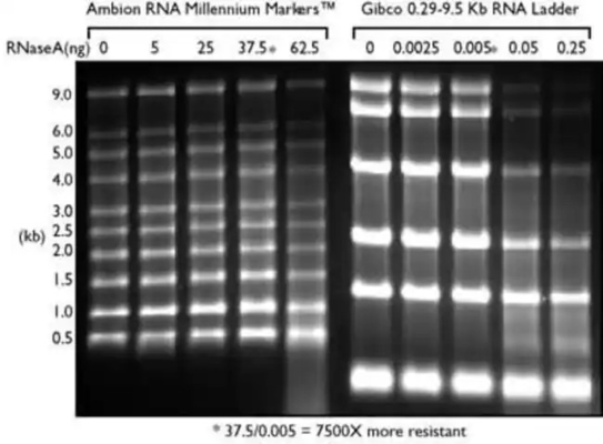 Drabina SsRNA niskiego zakresu i marker RNA, drabina formamidowa RNA 0,125-6,0 kb