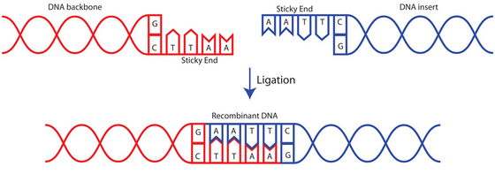 Badania Użyj Quick T4 DNA Ligase 400 U/UL Biochemical Reagent